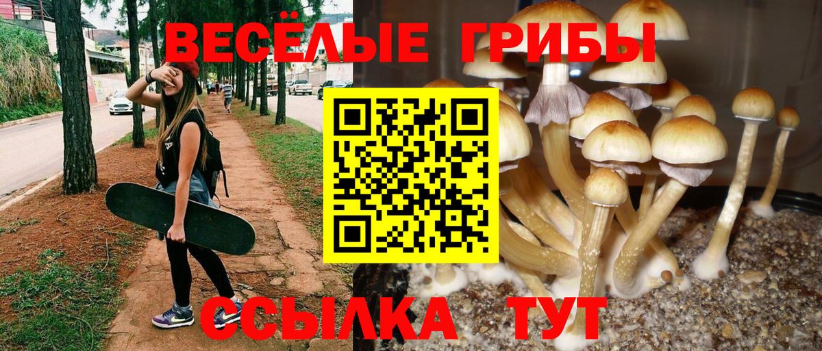 Галлюциногенные грибы Psilocybe Екатеринбург